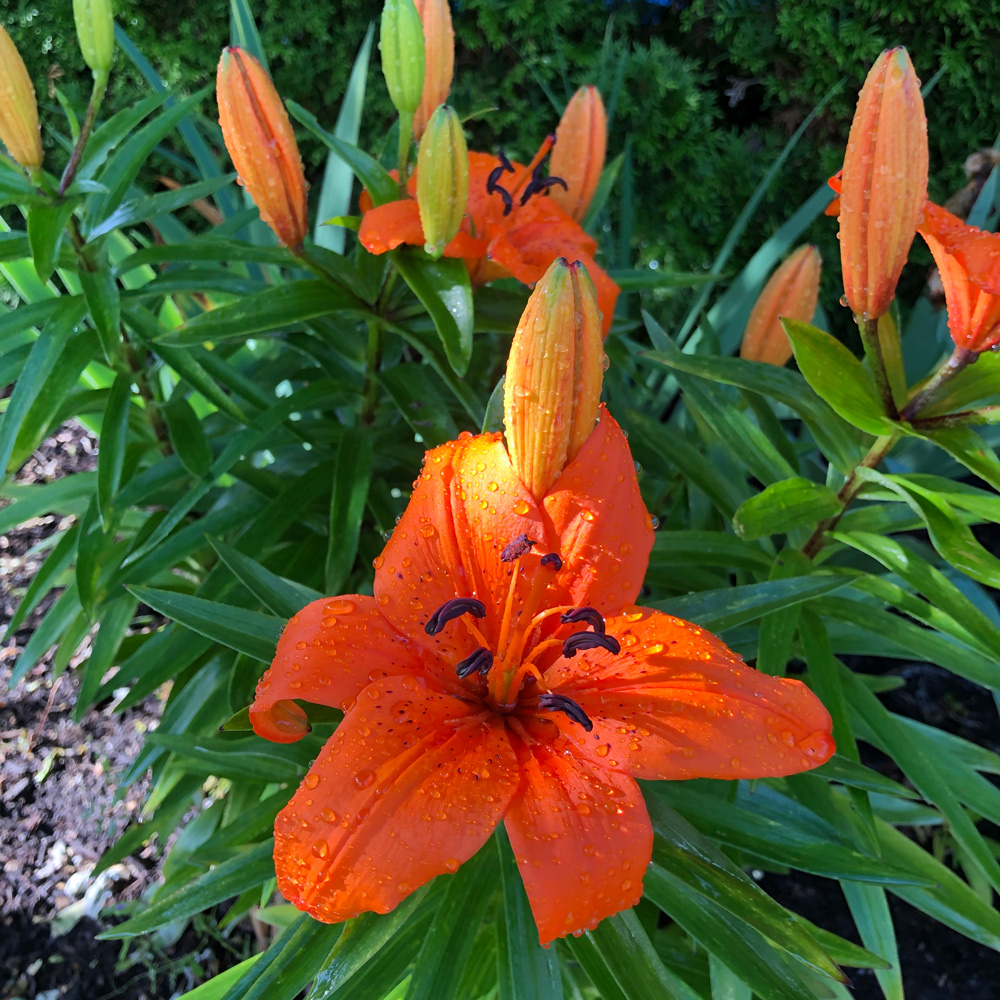 orange flowers